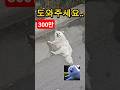 [300만뷰] 피 흘리며 쓰러져 있던 댕댕이.. She looked at me.. with the last bit of strength left / ELM #강아지구조