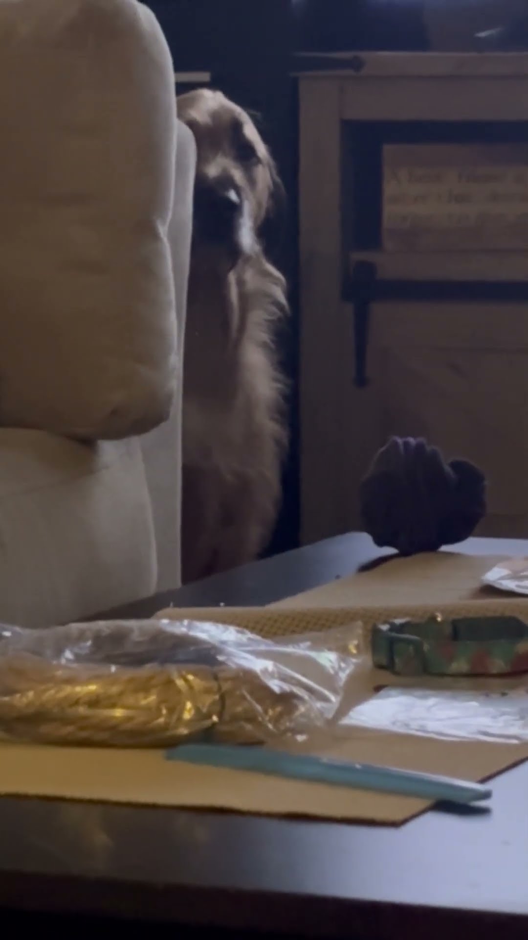 Guilty Dog Cowers in Corner After Eating Owner's Cheese