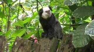 Download lagu Petit singe se fait piquer sa banane Petit singe se fait piquer sa banane