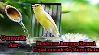 Masteran Burung Kenari dan Gemericik Air