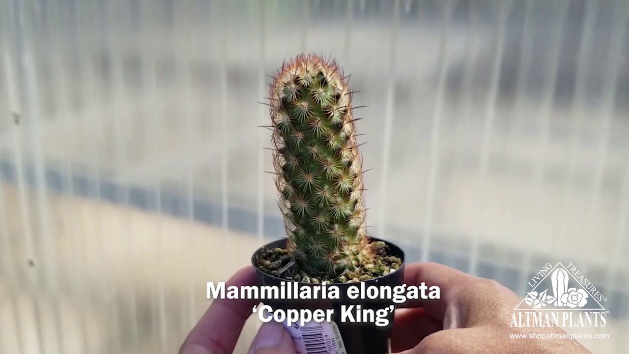 Videos Altman Plants