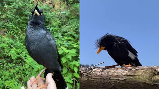 Those who want to raise starlings come in, please be careful, maybe not as good as you think