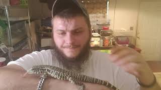 What Is Brumation?!?!