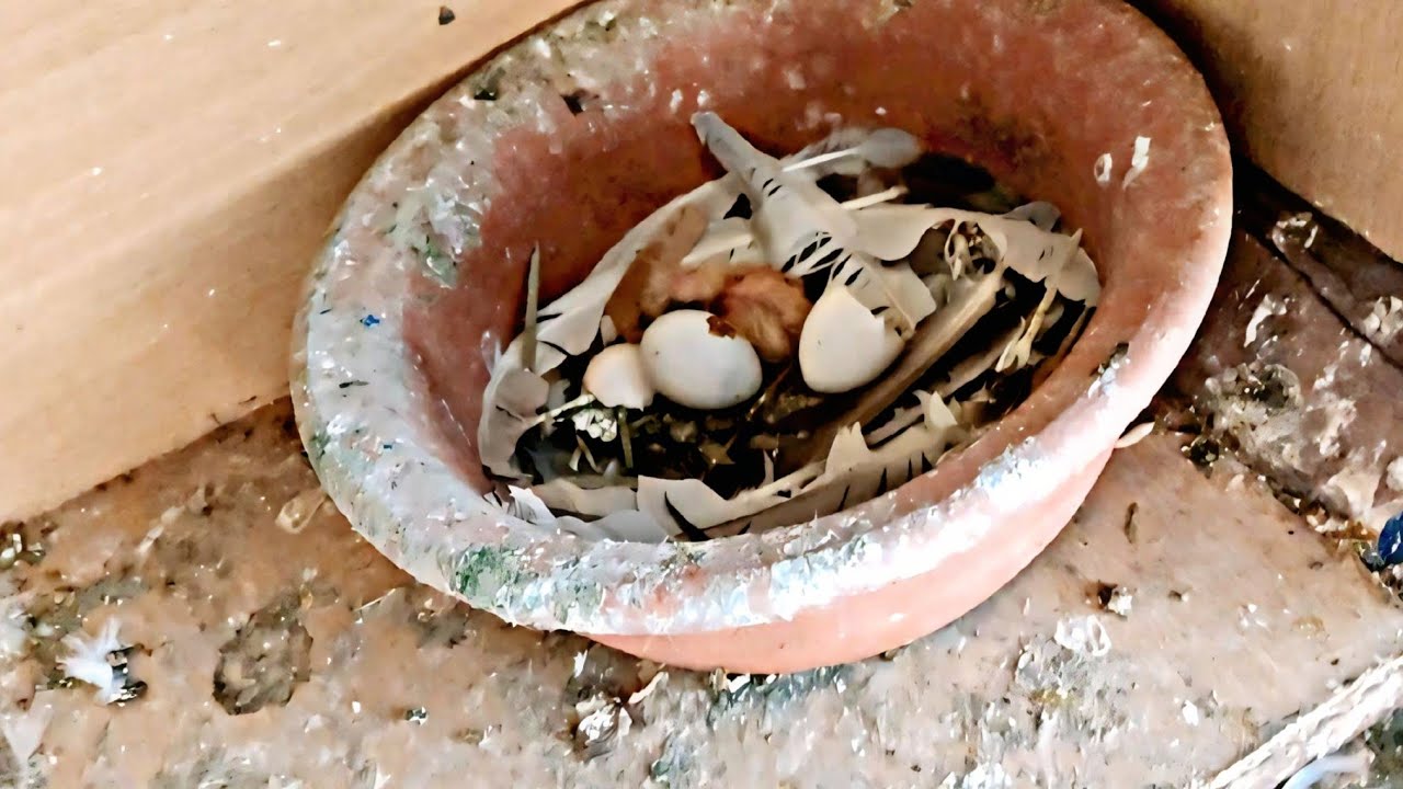 فرخ مهند 🥳فرخ في اليم الأول ديالو 🤩