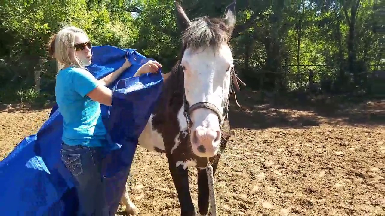 How to tarp train a horse, Adding a Tarp both to walk on and cover with