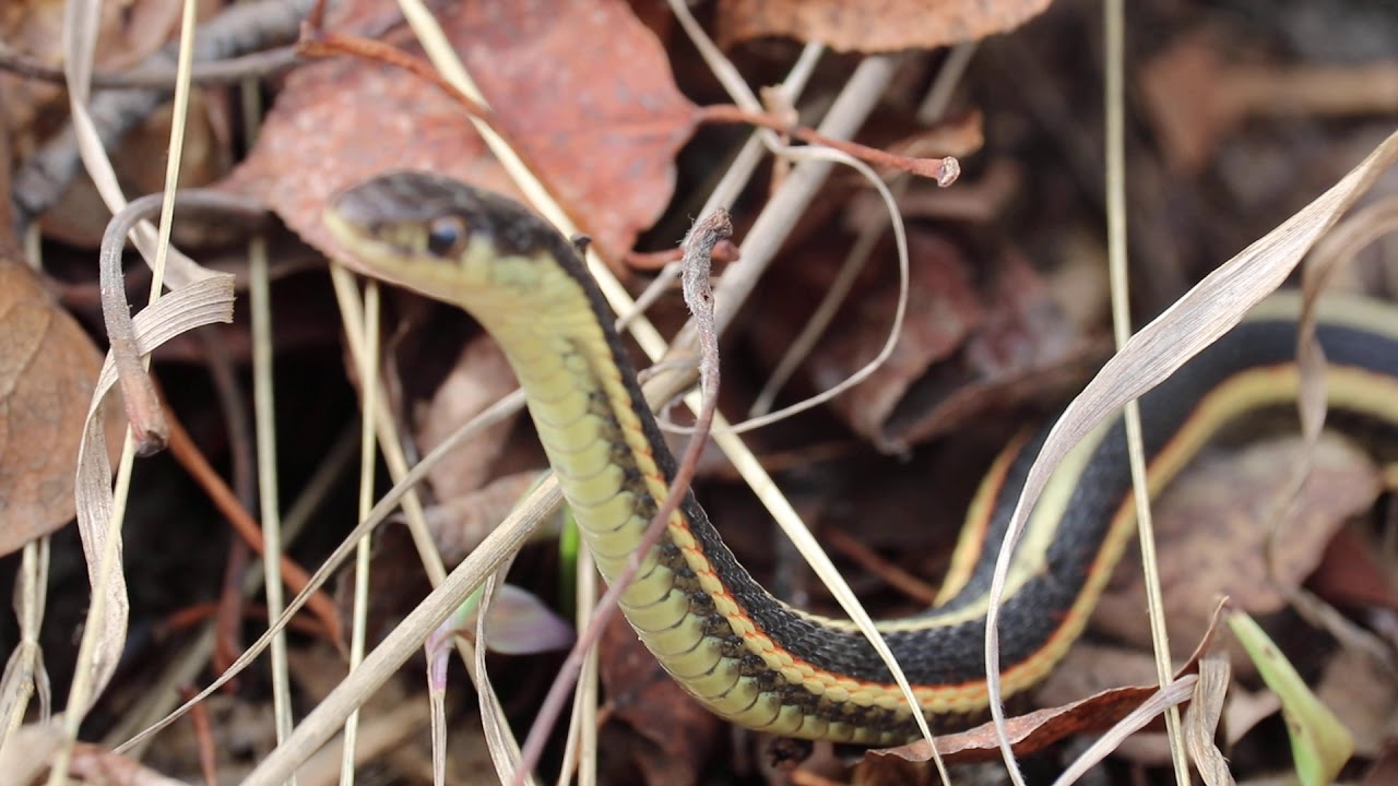 Alberta Garter Snake - YouTube