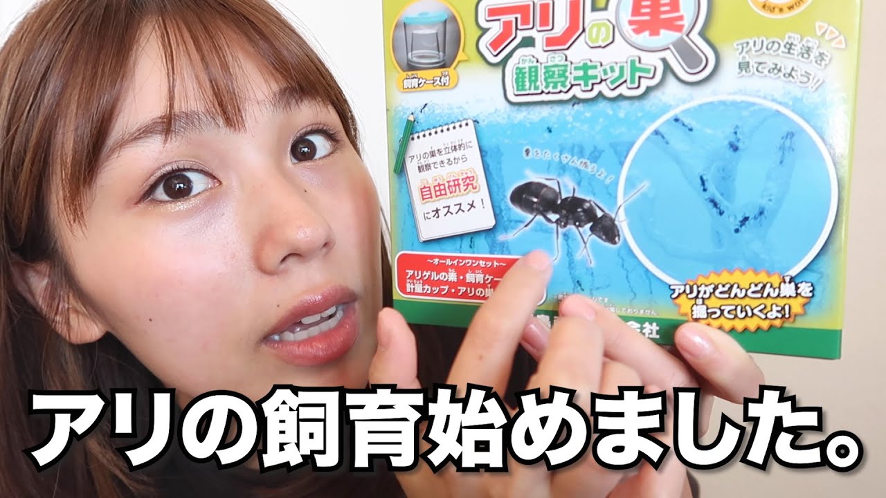 I started raising ants using an ant breeding kit. [Observation