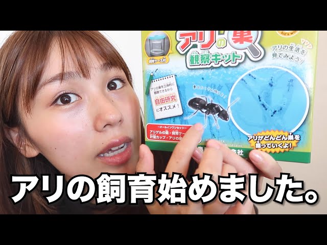 I started raising ants using an ant breeding kit. [Observation