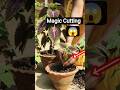 Coleus ऐसे लगाओ, तुरंत grow होगा 🌿