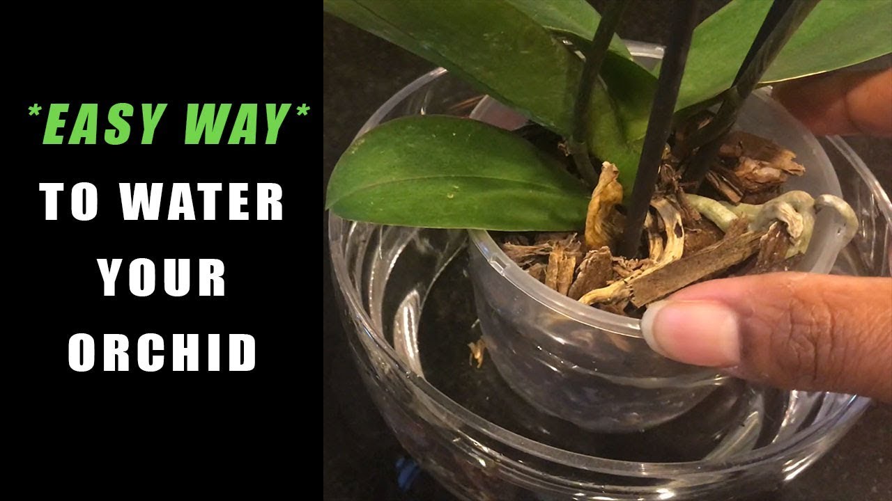 EASIEST WAY TO WATER YOUR ORCHID * I TRIED IT AND HAVEN'T LOOKED BACK