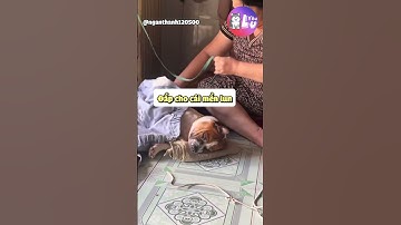 Giờ nó thành con cưng của mẹ 😂 #yeulu #shorts