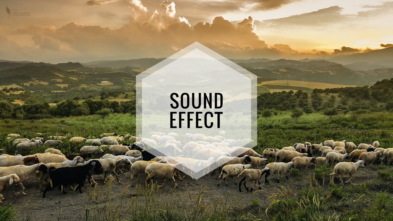 Animals Insect Eat Chew 14 SFX Producer ( No Copyright Sound