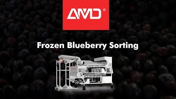 Frozen #Blueberry Sorting | AMD® LY Sorting Machine