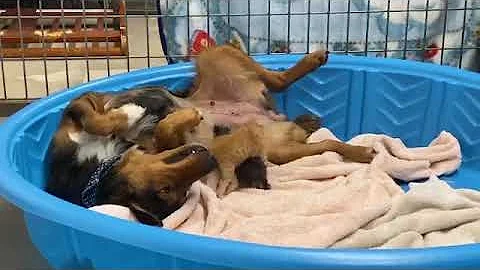 Rescue Dog Adopts Kittens After Losing Her Own Litter