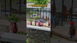 6.25是不是改造的秋千摇摇椅？#大熊猫 #福宝#大熊猫福宝 #푸바오 #panda #fubao #大熊貓 #大熊貓福寶#대왕판다#자이언트