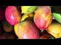 Mango Farming -  How to maximize production and profits, Mangoes best farming practices