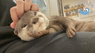 Otters Love Each Other! HUG! HUG! HUG!