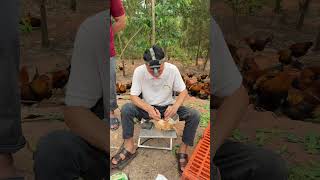 Farm Vet Day: Health Checks For Free-Range Chickens.