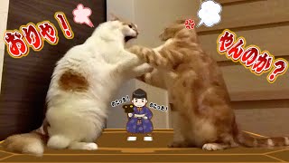 【頂上決戦】デブ猫同士の本気の喧嘩が相撲にしか見えないんだがww