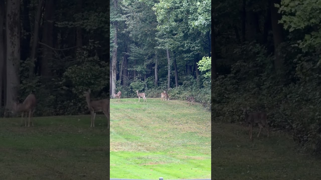 Cute family of deer 🥰