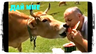 Корова Тоже Хочет, Приколы С Животными, Лучшая Подборка #710 😂