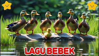 Download Lagu BEBEK MANDI KALI, BEBEK BERENANG APA , DUCKS SWIMMING IN TUB , LAGU BEBEK MANDI KALI MP3 Download Lagu BEBEK MANDI KALI, BEBEK BERENANG APA , DUCKS SWIMMING IN TUB , LAGU BEBEK MANDI KALI MP3