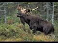 Moose calling  Newfoundland,Canada