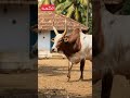 வால்பாறையில் பொங்கல் கொண்டாட்டம் வாழ்த்துக்கள்