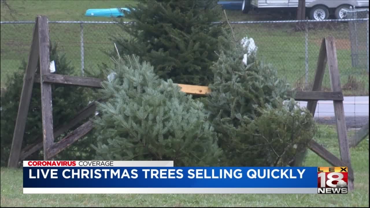 Live Christmas trees selling quickly, how COVID19 has influenced the