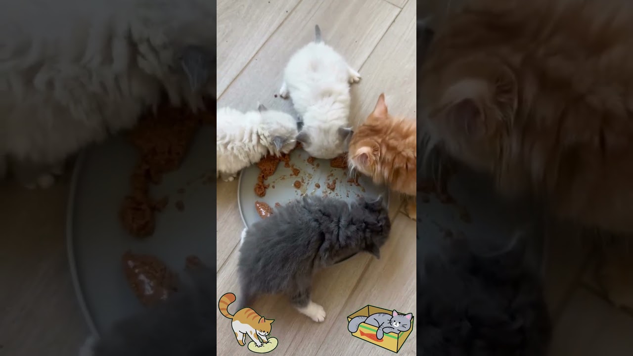 Too Cute to Handle Kitten Hugs with Tiny Arms 😻😻😻 