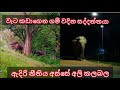 The giant who breaks the electric fence and walks into the village # Minneriya Sri lanka