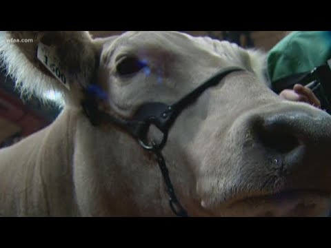 Video 1,400-pound Bentley takes home Fort Worth Stock Show... - youtube