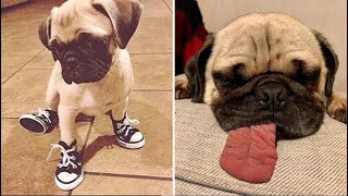 Funniest and Cutest Pug Dog Videos Compilation 2020 #4