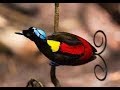 New !!! KICAU MASTER BURUNG CENDRAWASIH || BIRD OF PARADISE #Cendrawasih #BirdOfParadise #Papua