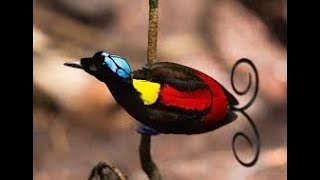 Download Lagu New !!! KICAU MASTER BURUNG CENDRAWASIH || BIRD OF PARADISE #Cendrawasih #BirdOfParadise #Papua MP3 Download Lagu New !!! KICAU MASTER BURUNG CENDRAWASIH || BIRD OF PARADISE #Cendrawasih #BirdOfParadise #Papua MP3