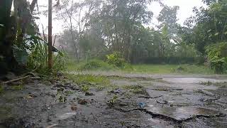 Rain Sounds in Forest, Heavy Rain on Window for Fall Asleep in 3 Minutes, Soothing Rainy Day Vibes