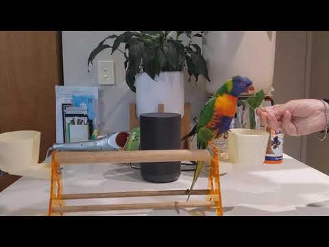 Scooter the Rainbow Lorikeet