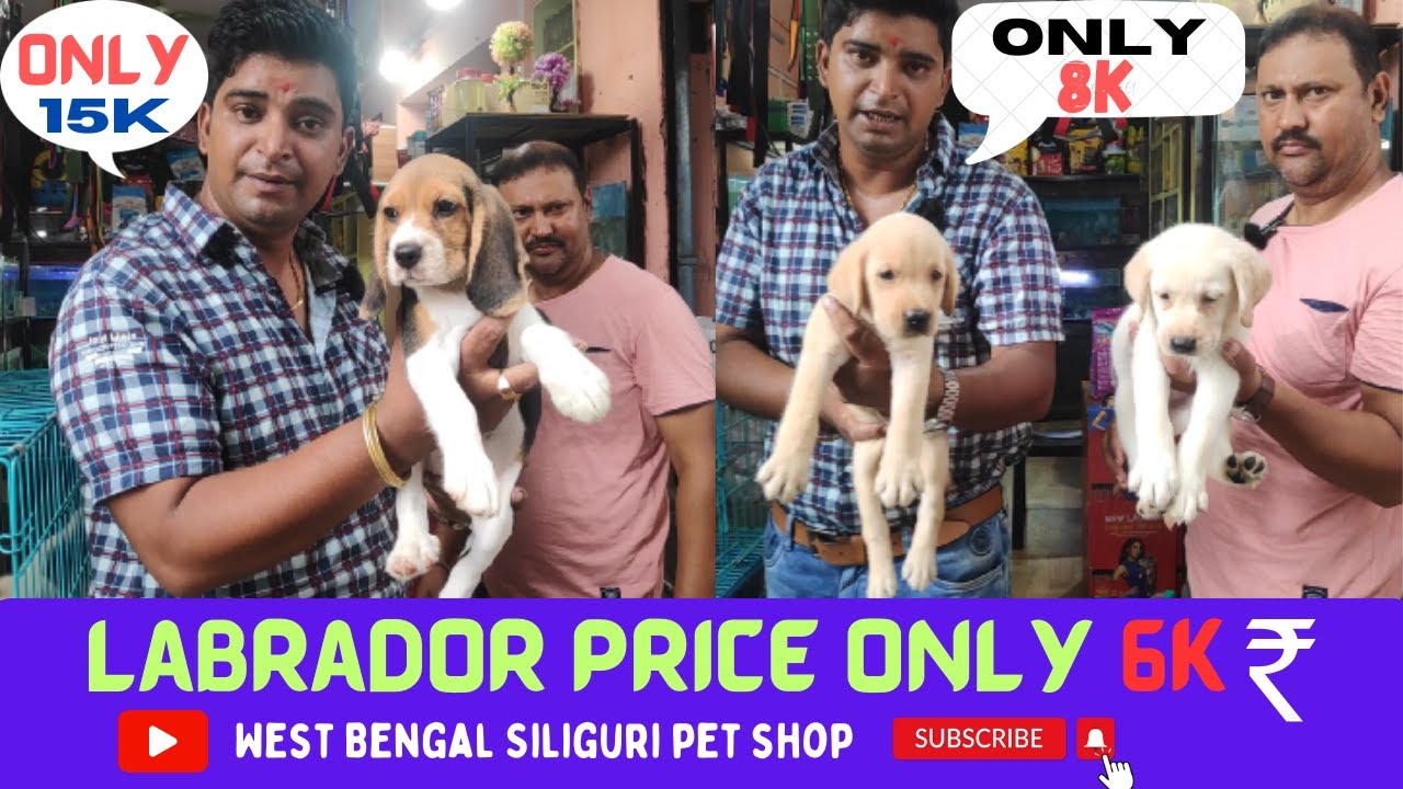 A pet shop in West Bengal Siliguri price for different types of dogs