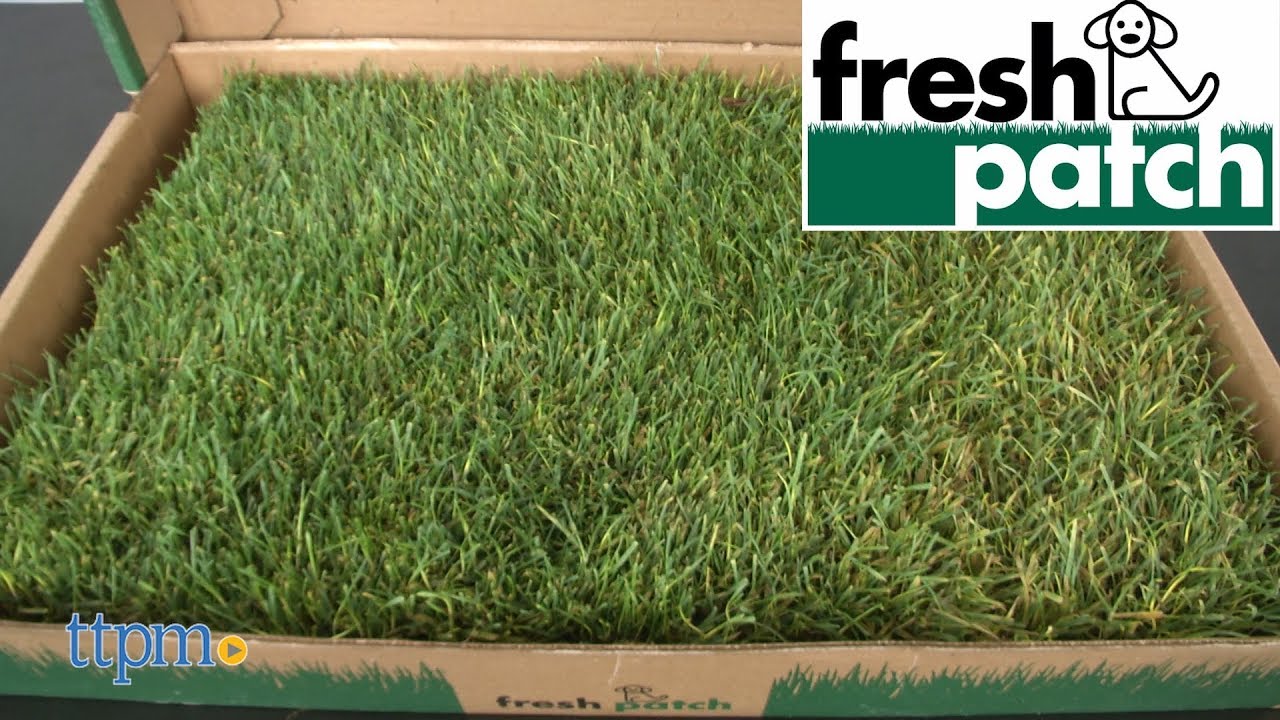 fresh grass patch for dogs