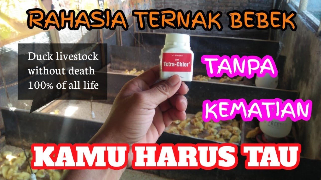 BEBEK PEDAGING MANTAP