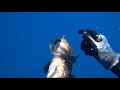 spearfishing golden grouper
