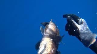 spearfishing golden grouper