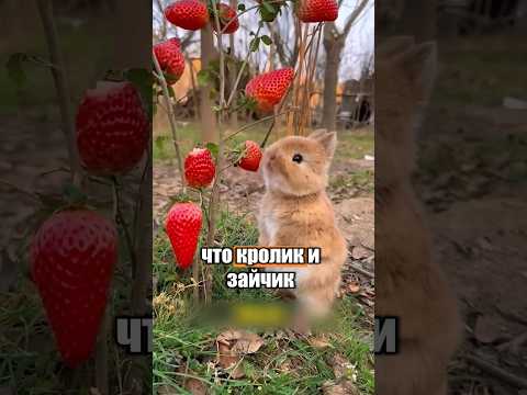 Кролик и заяц это одно и тоже? 🐰 🐇 #милыеживотные #животные