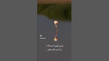 فز الخفوق بالسلامات 