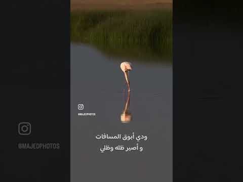 فز الخفوق بالسلامات