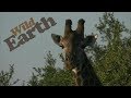 WildEarth - Sunrise Safari - 01 June 2020