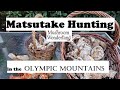 Matsutake hunting in the olympic mountains amazing patch