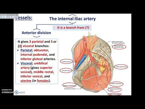 Video: Lateral Sacral Arteries Anatomi, Funktion & Diagram - Body Maps