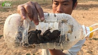 Cara Menangkap Katak Dengan Botol Plastik