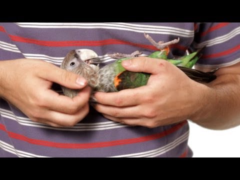 How to Hold a Parrot | Parrot Training How to Hold a Parrot | Parrot Training